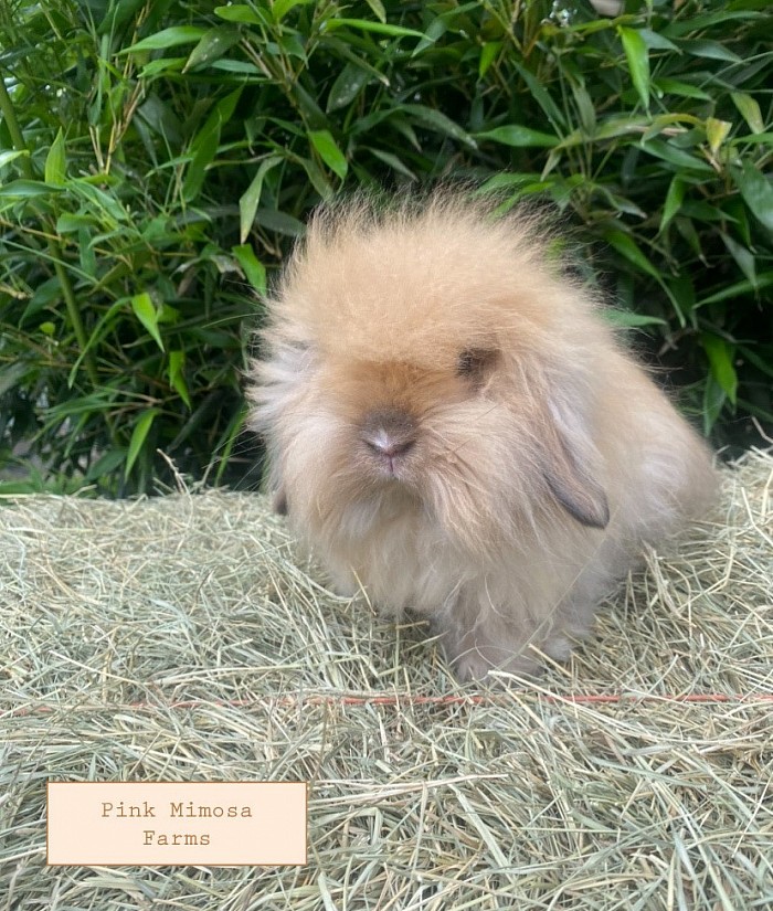 Teddy Widder -tort