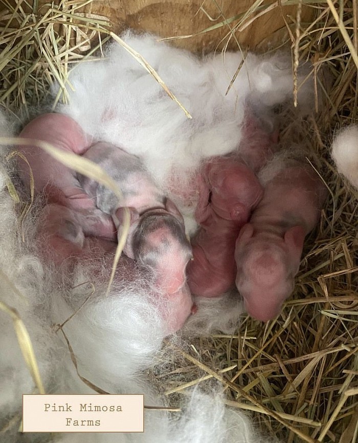 English Angora kits- broken magpie, magpie, Pearl, and ermine