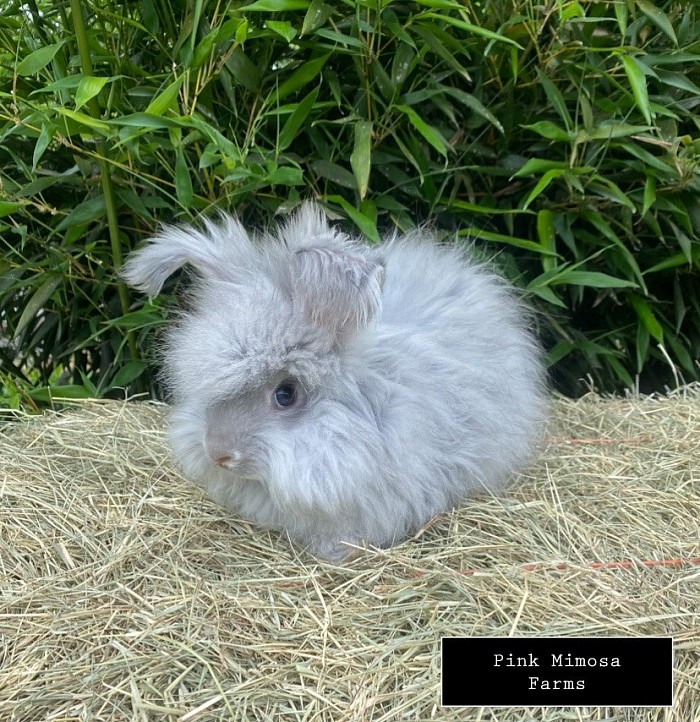 English Angora- chinchilla