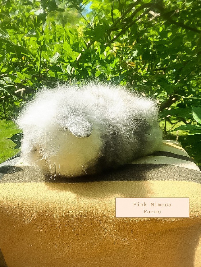 Teddy Widder /lambkin - blue magpie