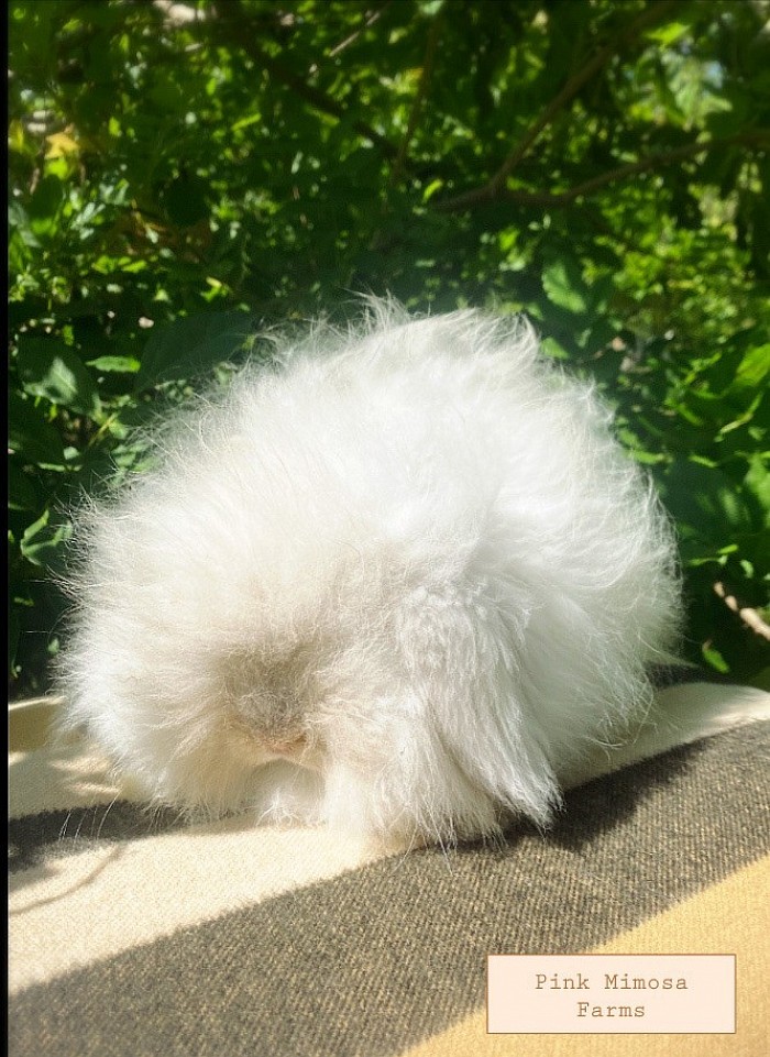 Teddy Widder/lambkin - sable