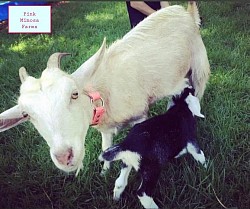 Goats