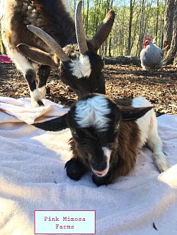 Goats