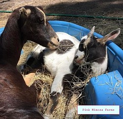 Goats
