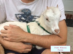 Goats