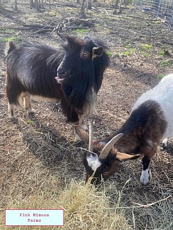 Goats
