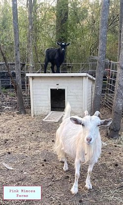 Goats
