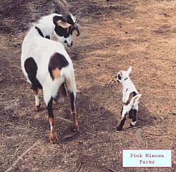 Goats