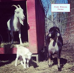 Goats
