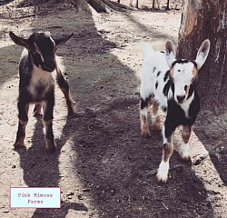Goats