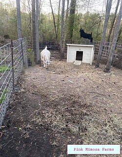 Goats