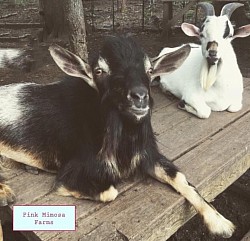 Goats