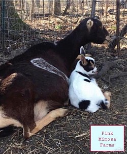Goats