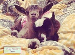 Goats