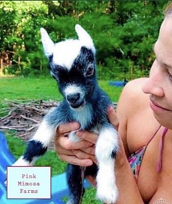 Goats