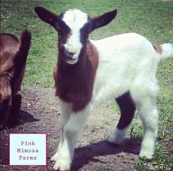 Goats
