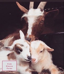 Goats