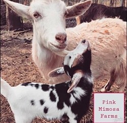 Goats
