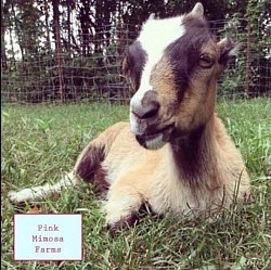Goats
