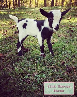 Goats