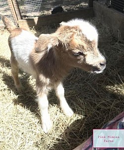 Goats