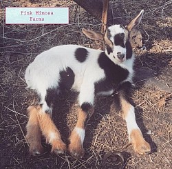 Goats