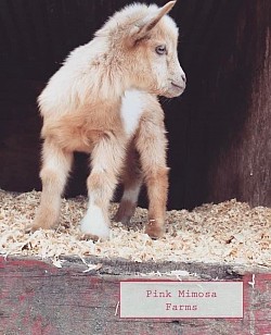 Goats