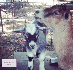 Goats