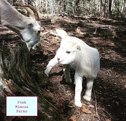 Goats