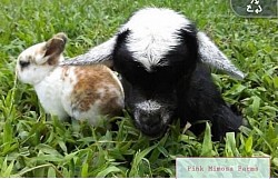 Goats