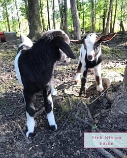 Goats
