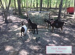 Goats