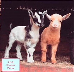 Goats