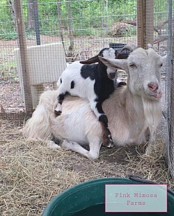 Goats