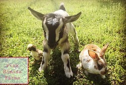 Goats