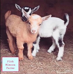 Goats