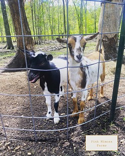 Goats