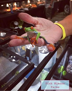 Frog