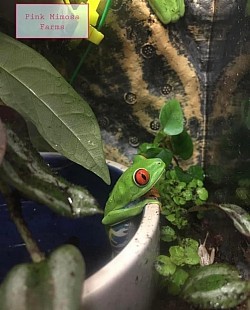 Frog