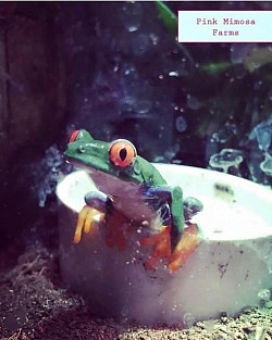 Frog