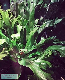 Frog